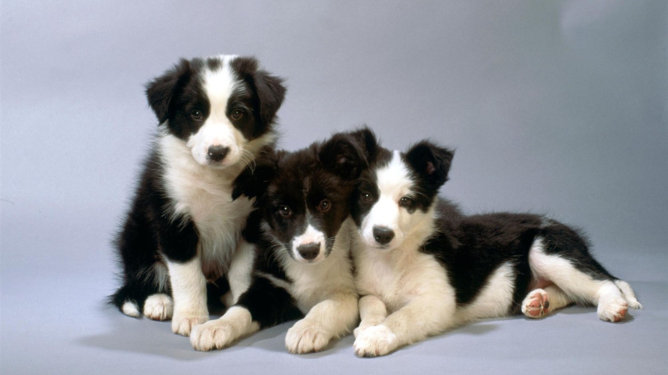 Puppy Photo HD wallpapers (1) #7 - 1366x768