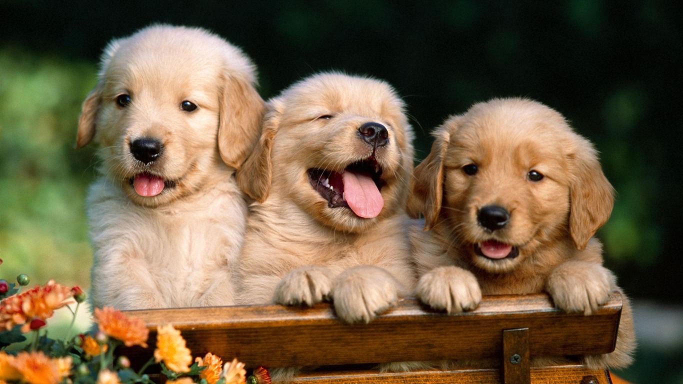Puppy Photo HD wallpapers (1) #9 - 1366x768