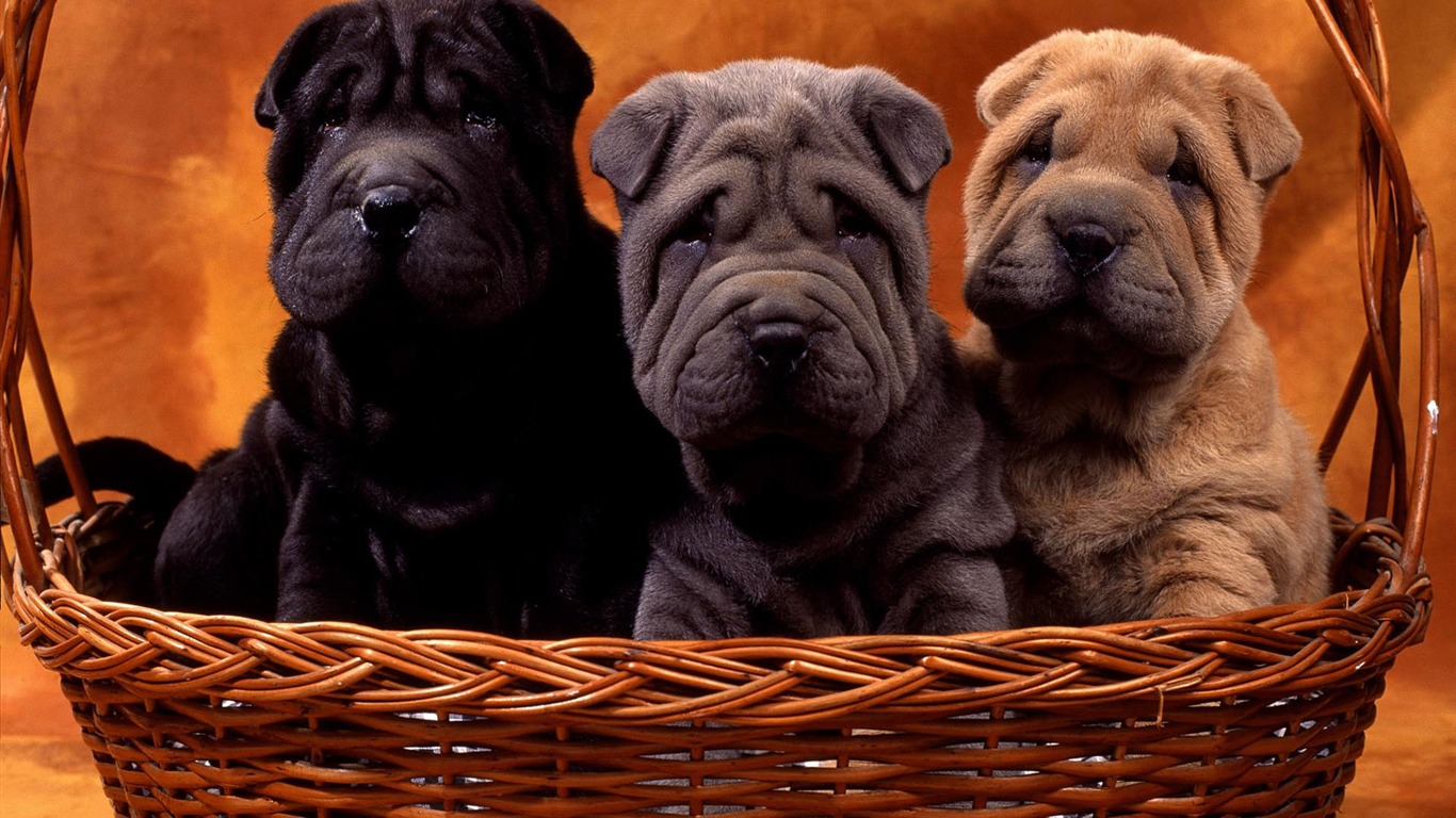 Puppy Photo HD wallpapers (1) #11 - 1366x768