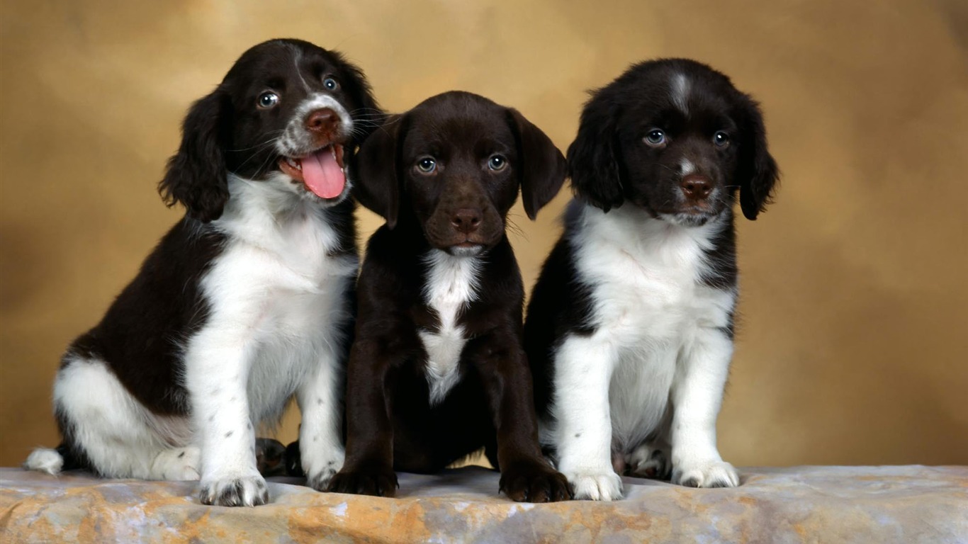 Puppy Photo HD wallpapers (1) #15 - 1366x768