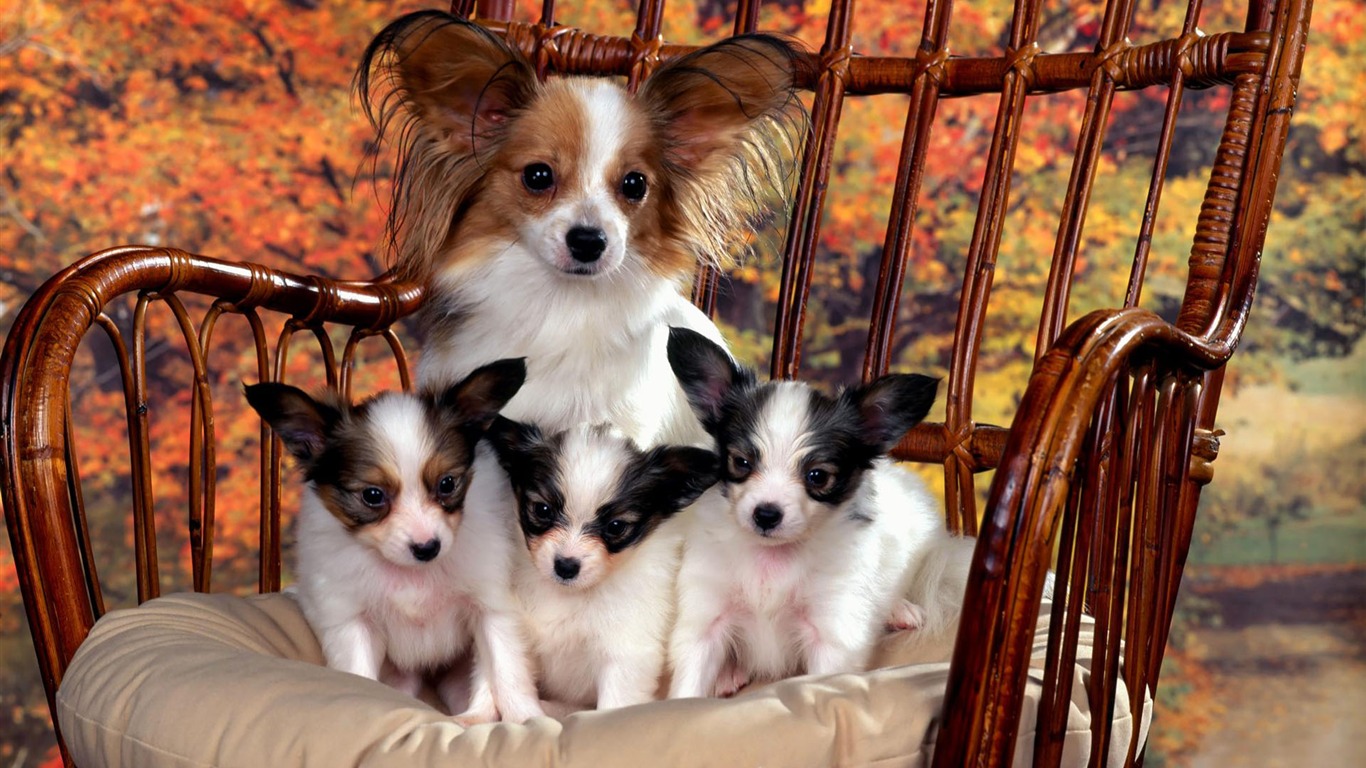Puppy Photo HD wallpapers (1) #16 - 1366x768