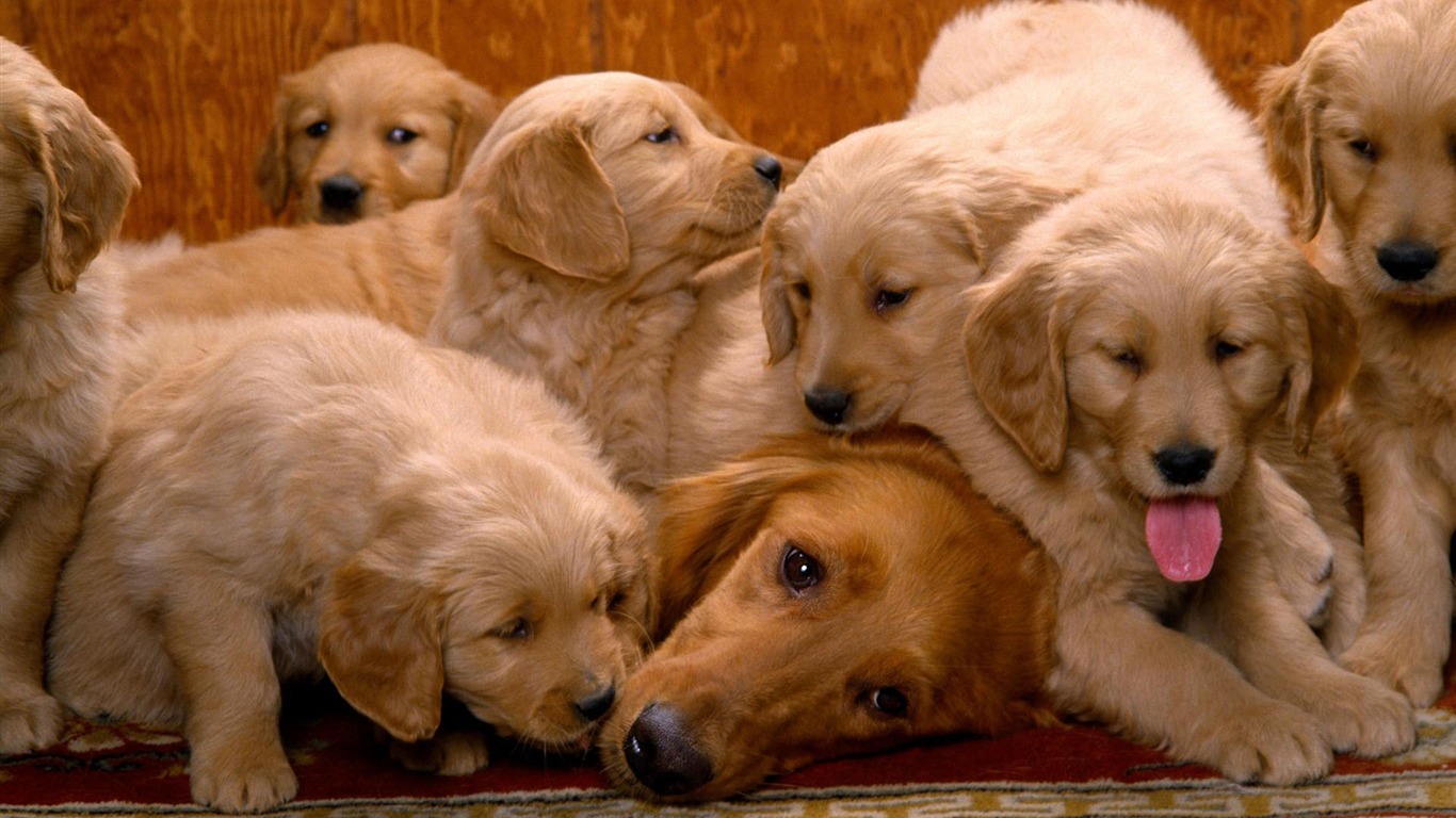 Puppy Photo HD wallpapers (1) #18 - 1366x768