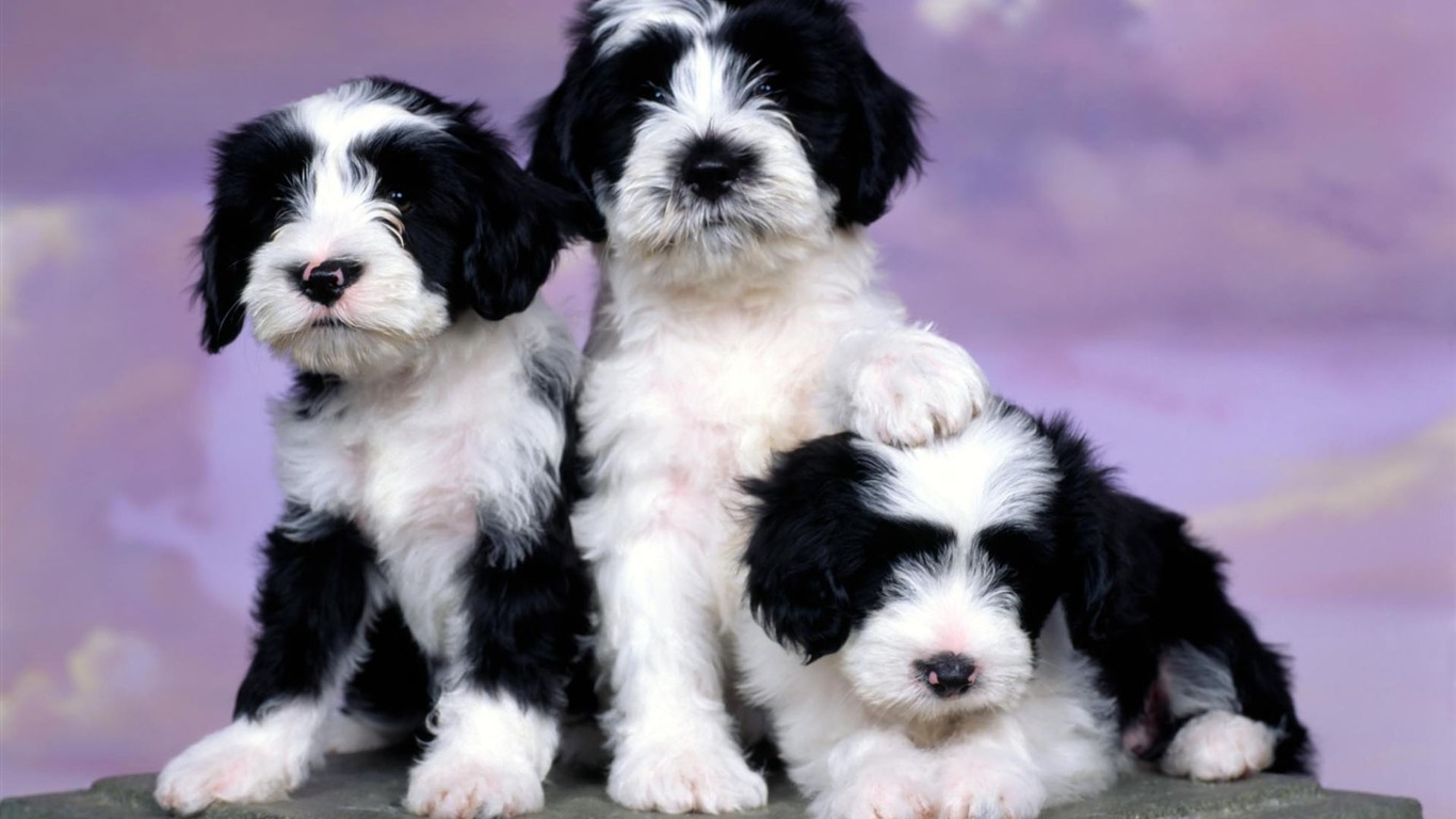 Puppy Photo HD wallpapers (1) #19 - 1366x768