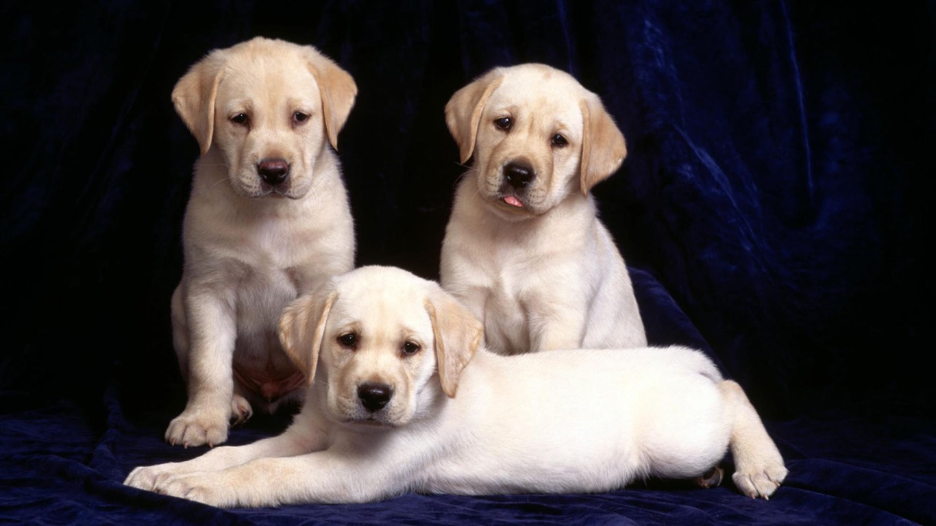 Puppy Photo HD wallpapers (1) #20 - 1366x768