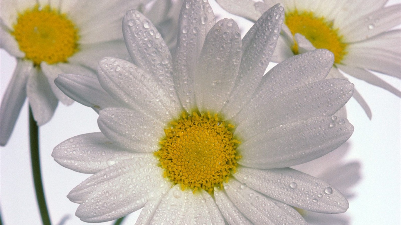 Flowers close-up (9) #5 - 1366x768