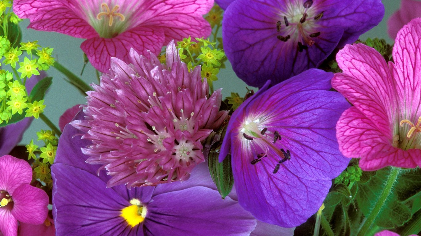Květiny close-up (9) #10 - 1366x768
