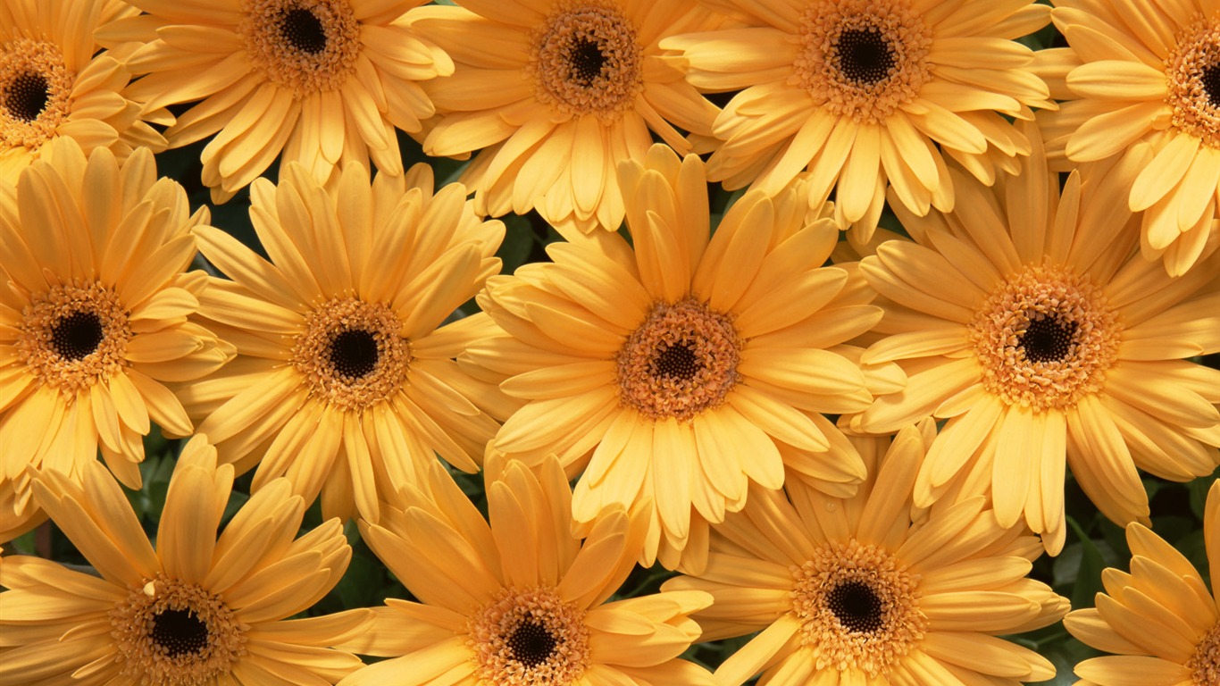 Flowers close-up (10) #18 - 1366x768