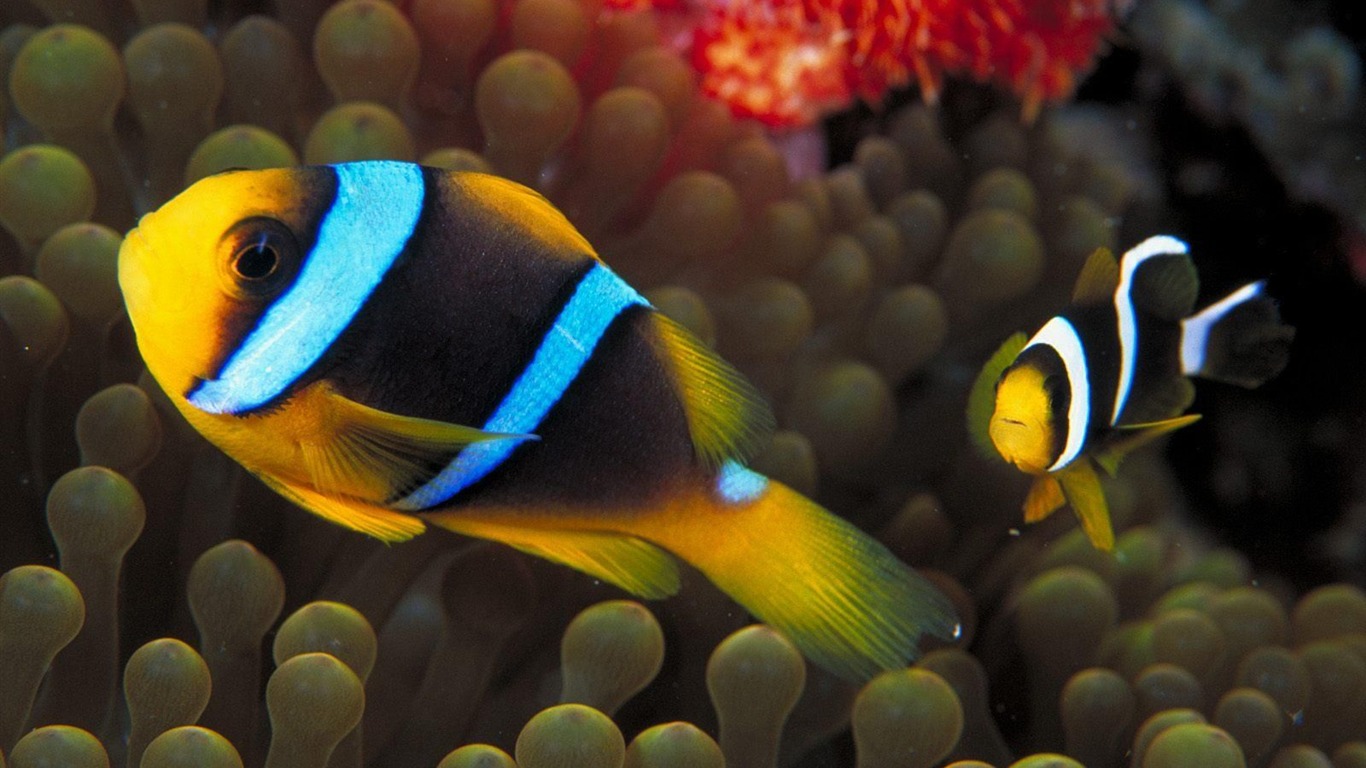 Цветной альбомы тропических рыб обои #13 - 1366x768