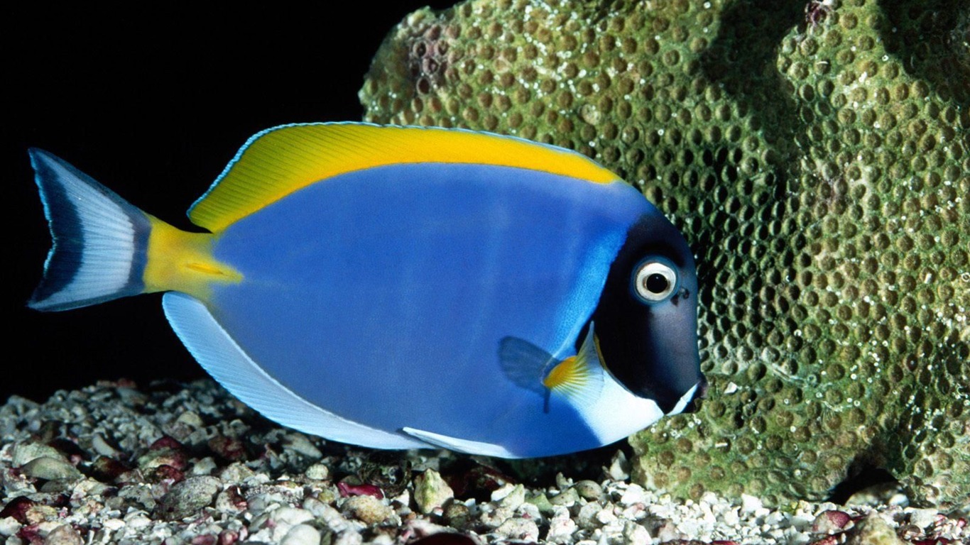 Цветной альбомы тропических рыб обои #14 - 1366x768