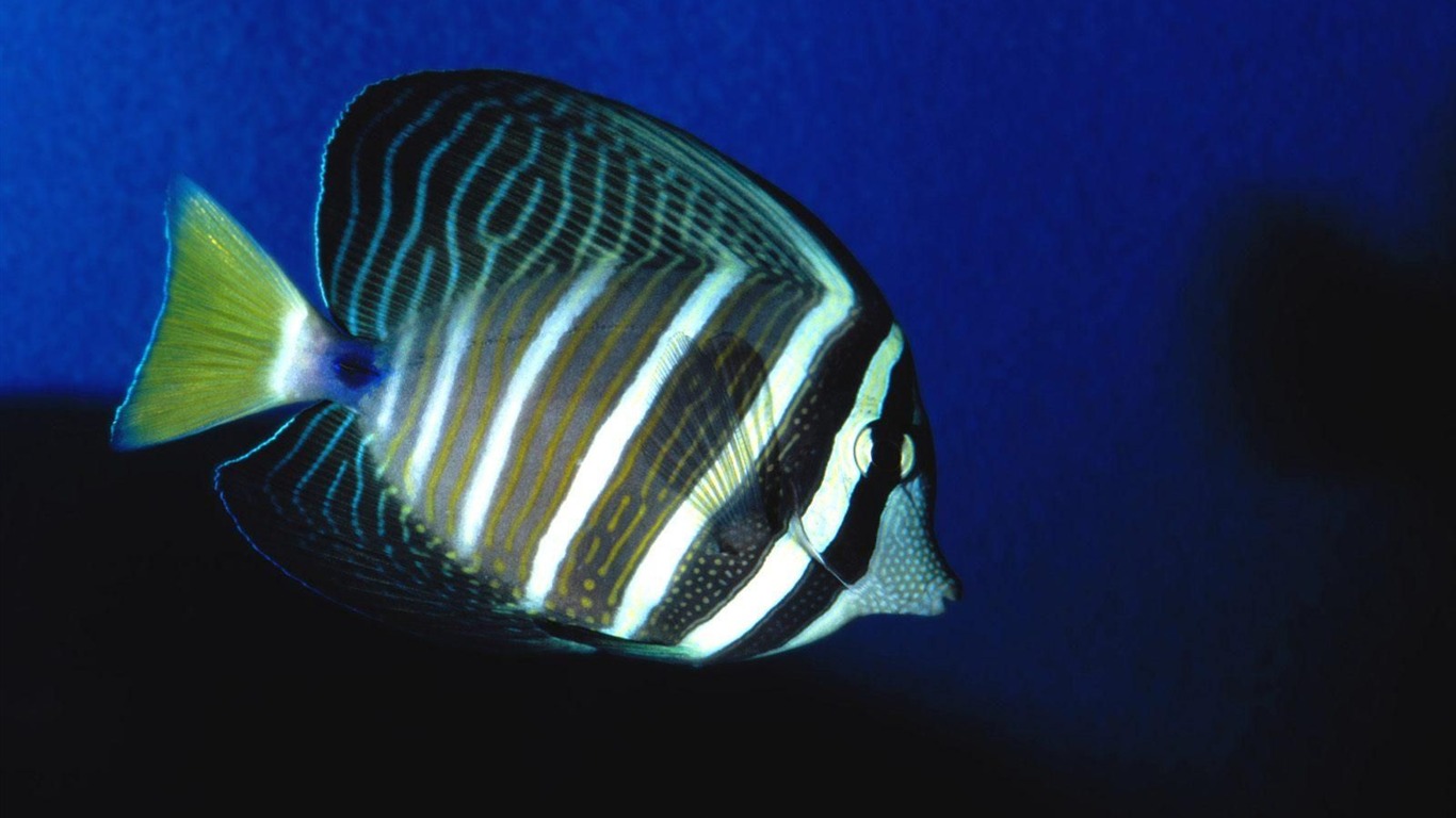 barevné tropické ryby wallpaper alba #15 - 1366x768