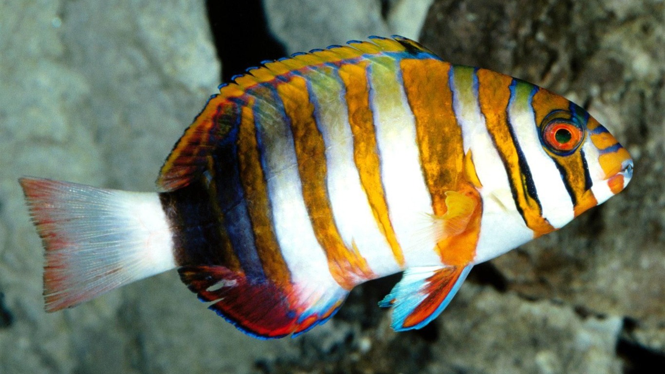 Цветной альбомы тропических рыб обои #16 - 1366x768