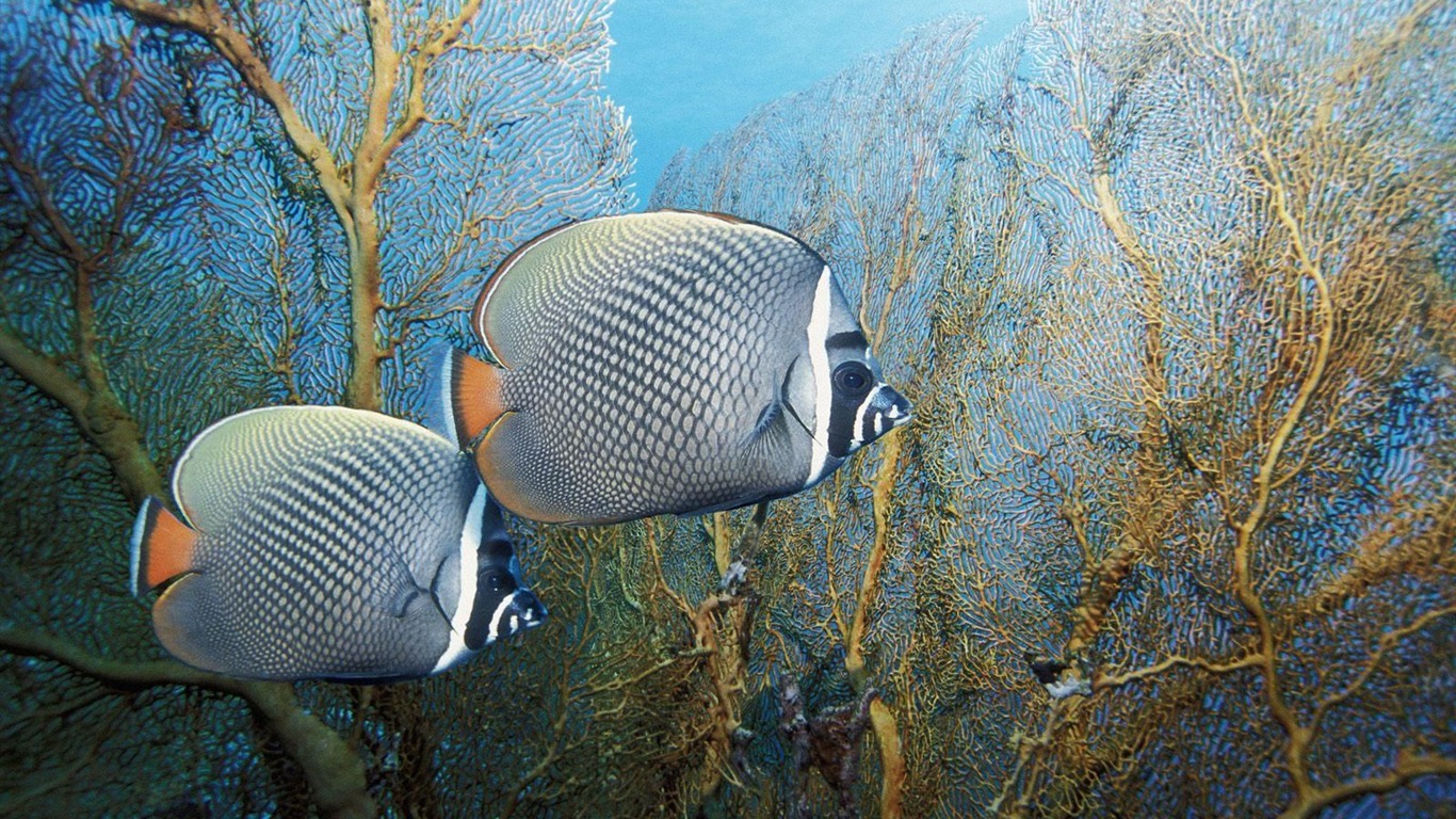 barevné tropické ryby wallpaper alba #17 - 1366x768