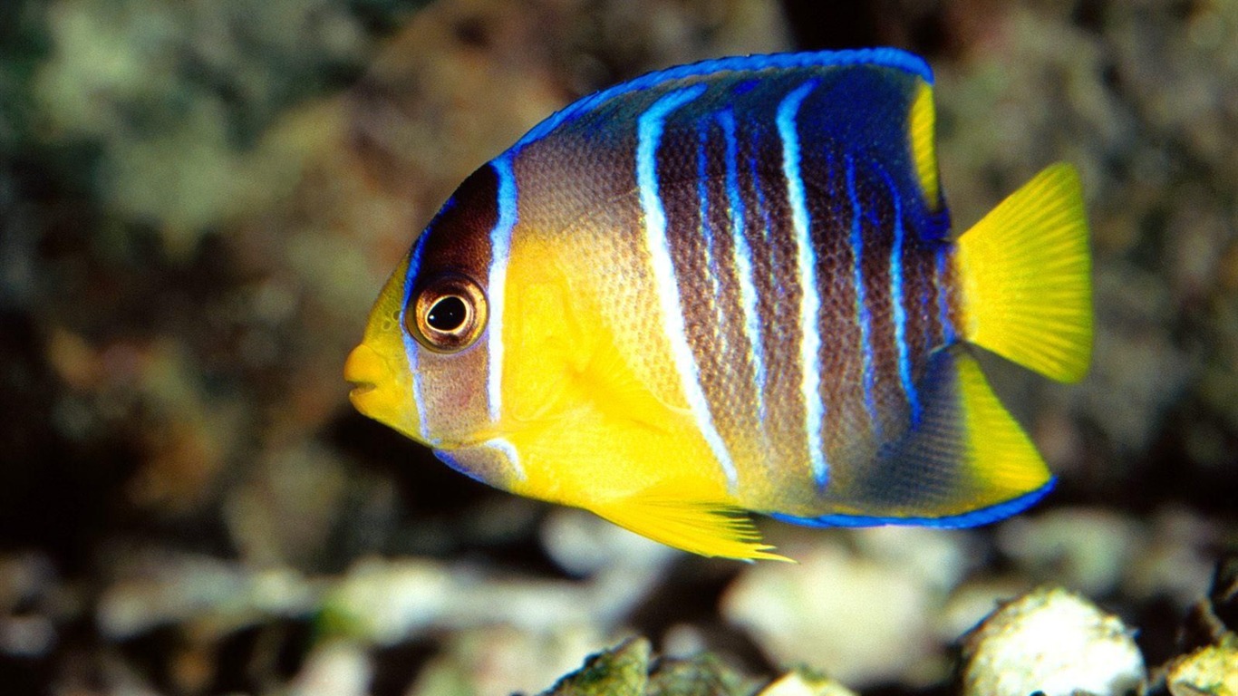 barevné tropické ryby wallpaper alba #20 - 1366x768