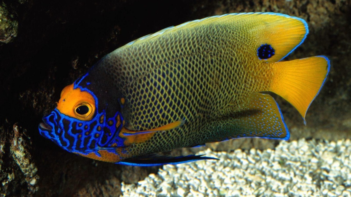 Цветной альбомы тропических рыб обои #21 - 1366x768