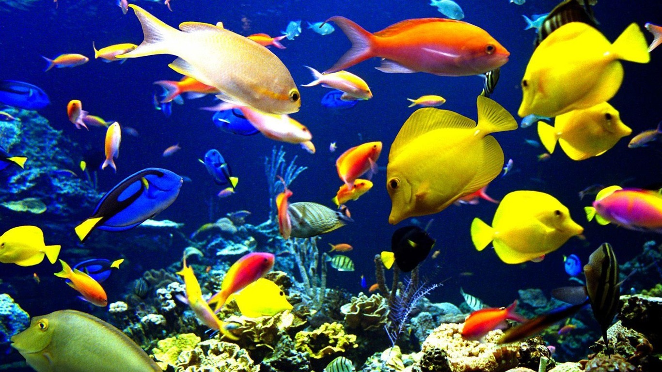 Цветной альбомы тропических рыб обои #23 - 1366x768