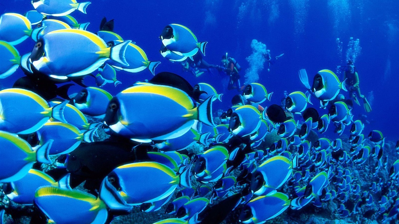 barevné tropické ryby wallpaper alba #25 - 1366x768