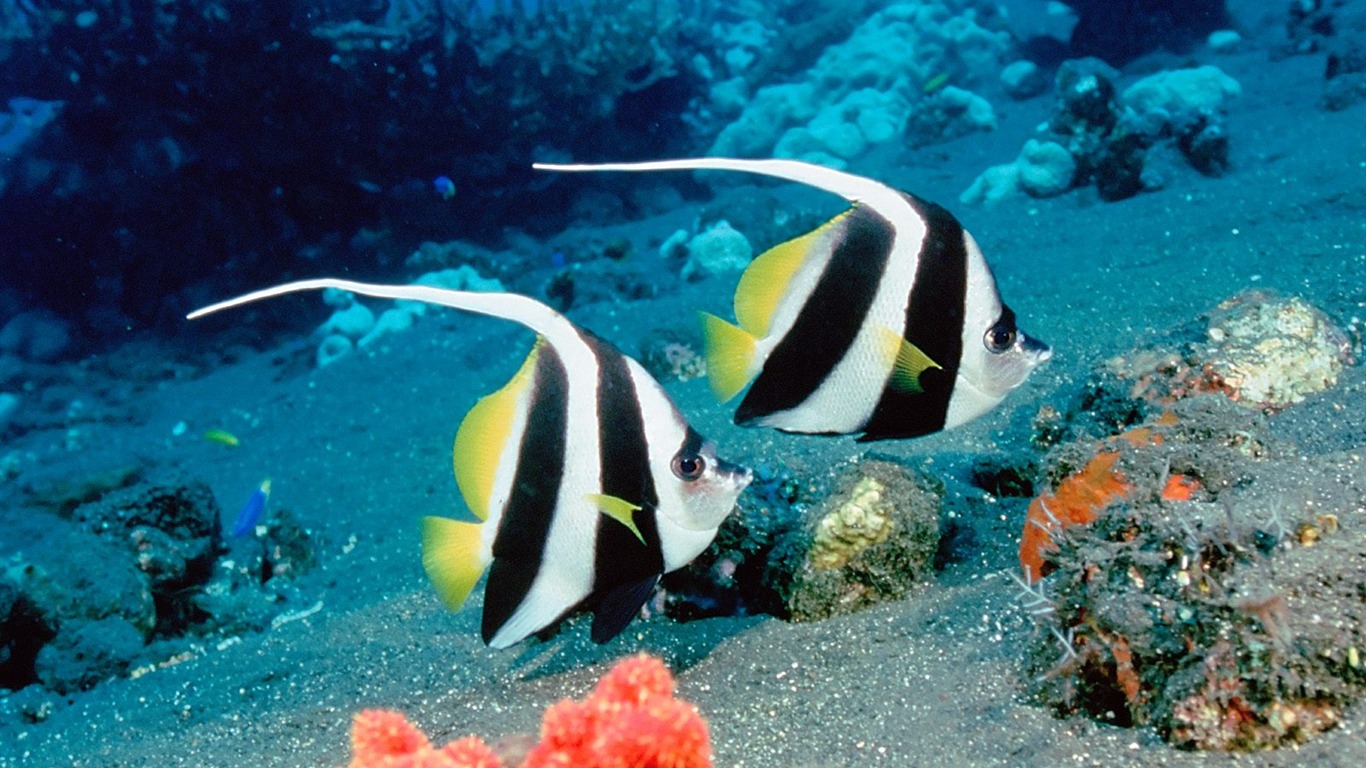 barevné tropické ryby wallpaper alba #26 - 1366x768