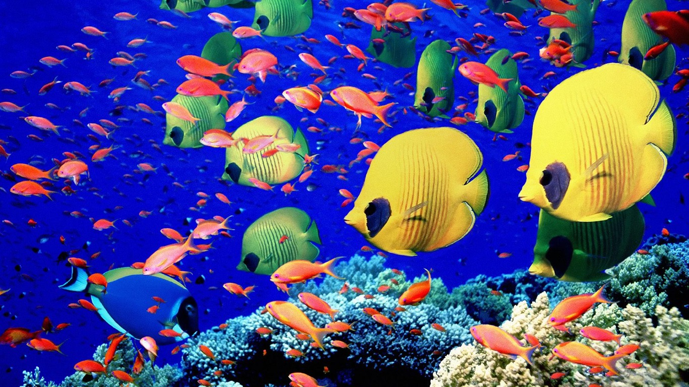 Álbumes coloridos fondos de escritorio de peces tropicales #27 - 1366x768
