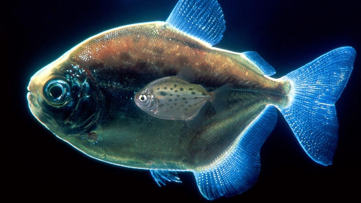 Bunten tropischen Fischen Tapete Alben #3 - 1366x768