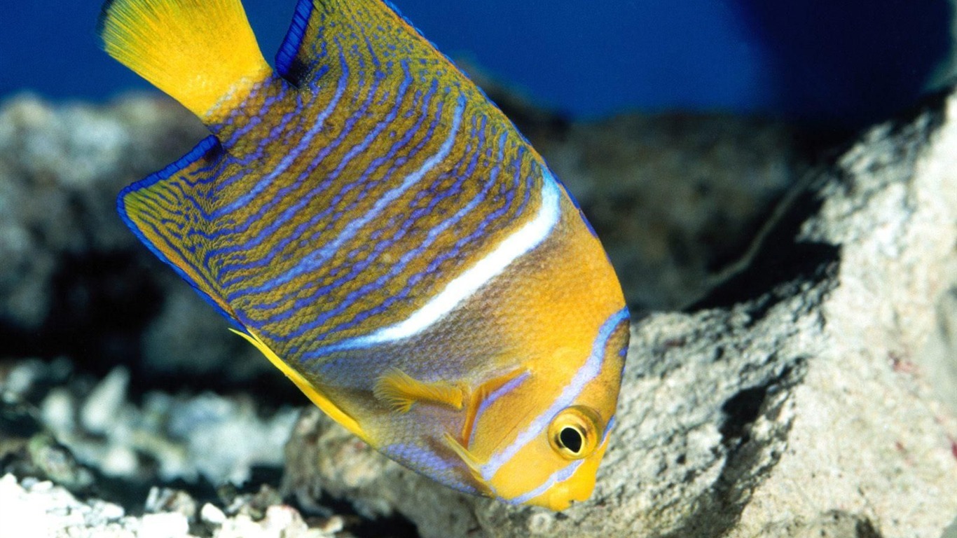 Colorful tropical fish wallpaper albums #4 - 1366x768