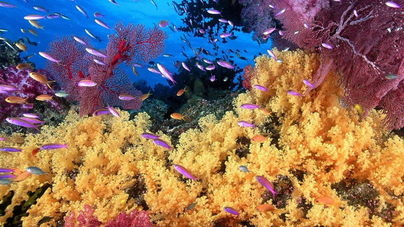 Цветной альбомы тропических рыб обои #8 - 1366x768
