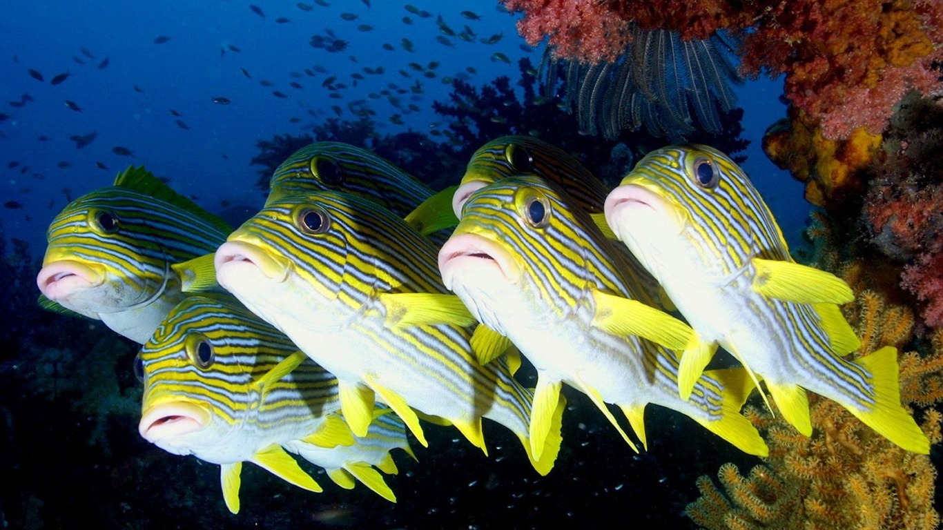 barevné tropické ryby wallpaper alba #11 - 1366x768