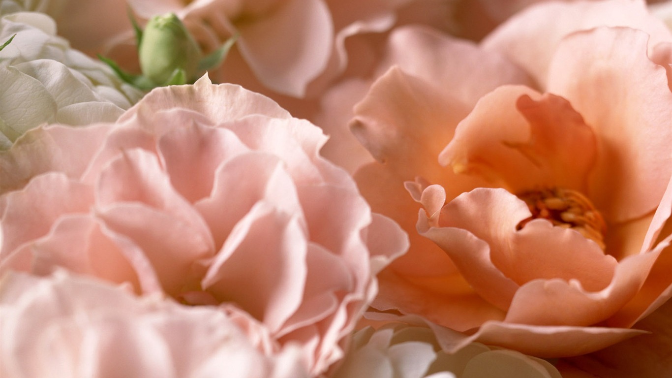 Květiny close-up (14) #3 - 1366x768