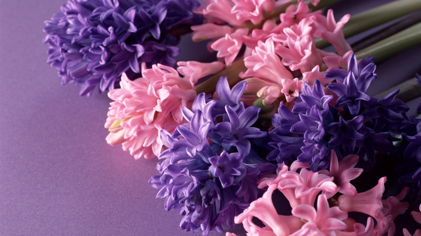 Květiny close-up (14) #11 - 1366x768