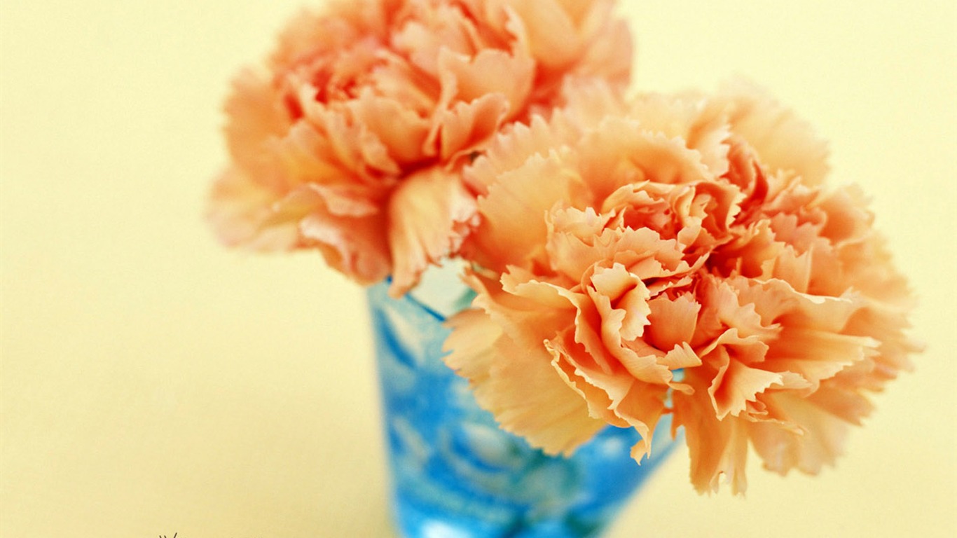 Mother's Day of the carnation wallpaper albums #23 - 1366x768