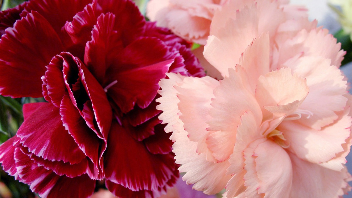Mother's Day of the carnation wallpaper albums #28 - 1366x768