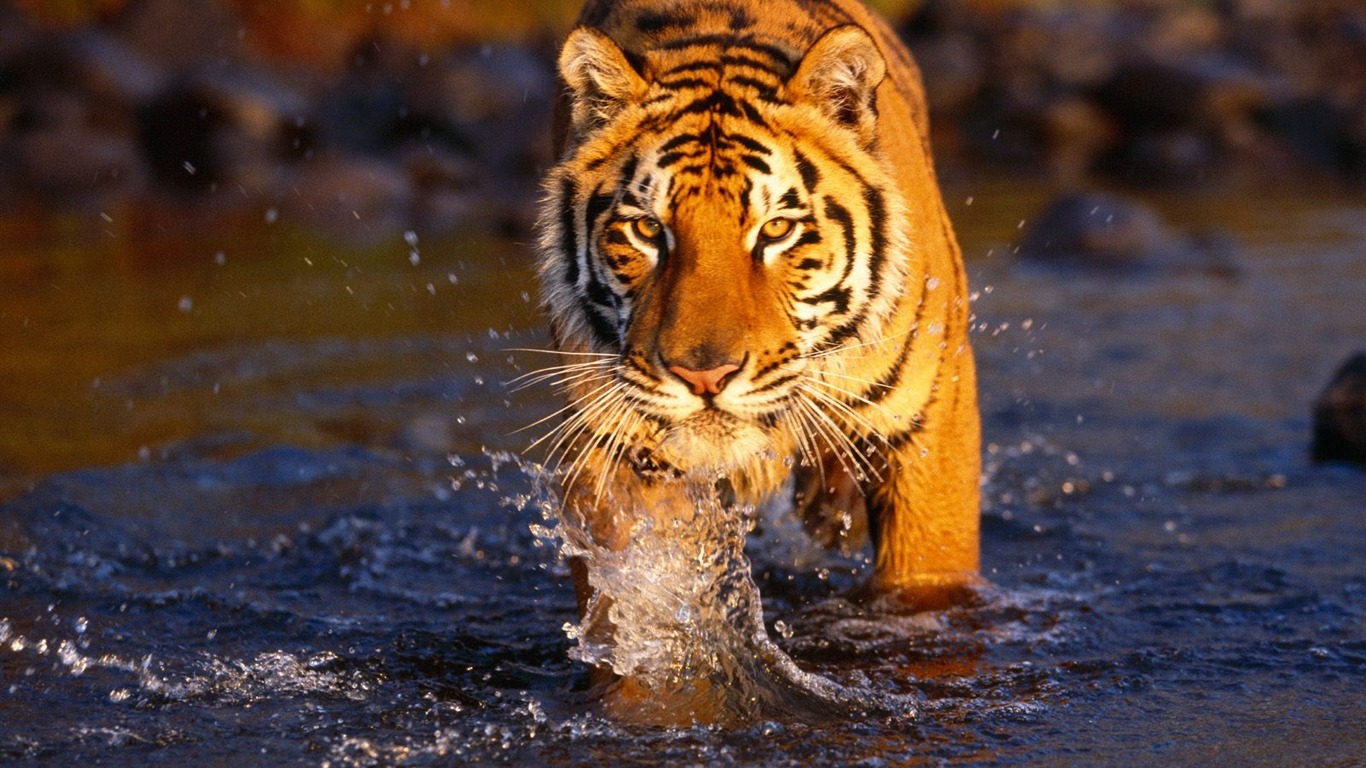 Tiger Фото обои (2) #1 - 1366x768
