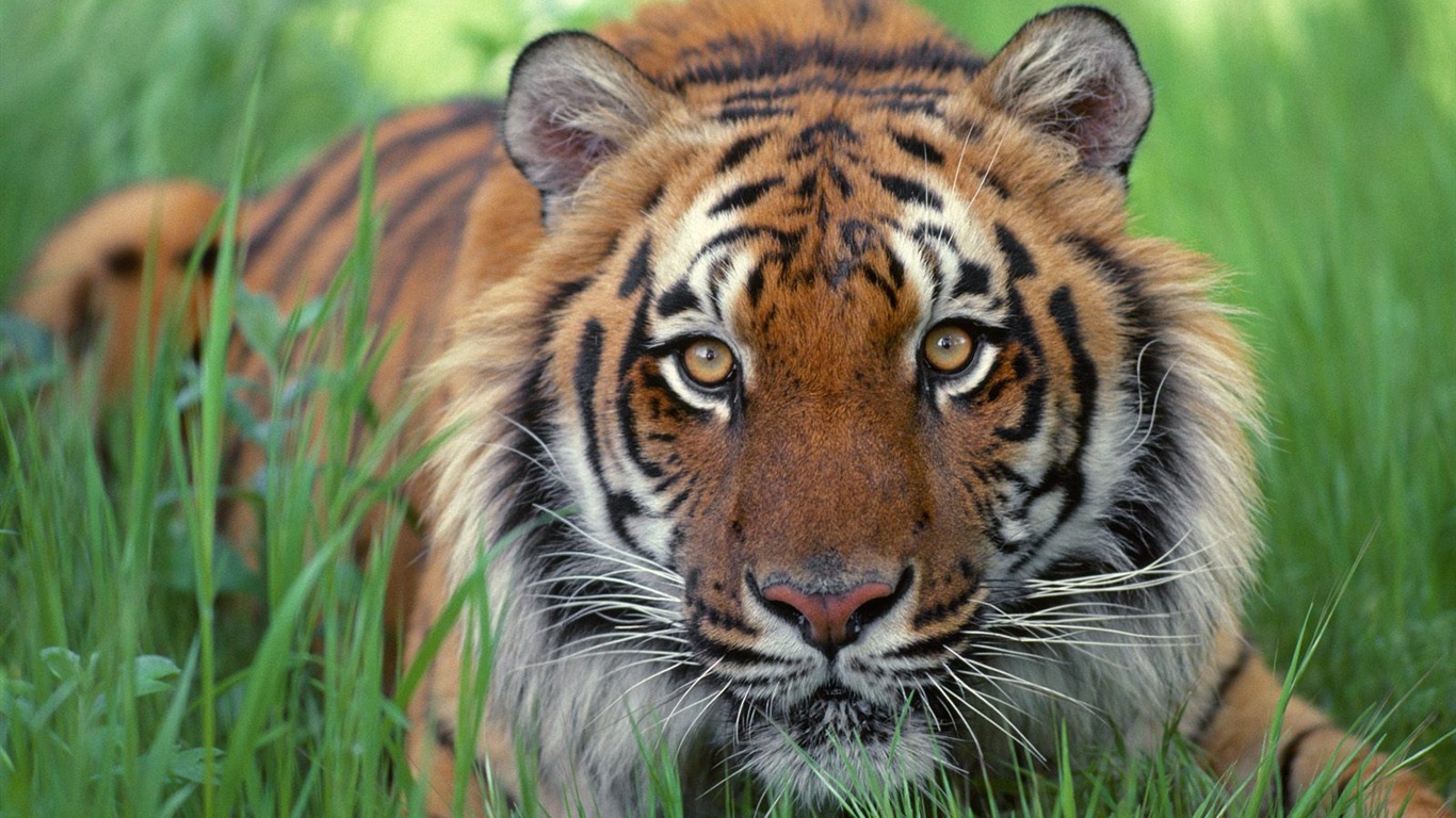 Tiger Фото обои (2) #2 - 1366x768