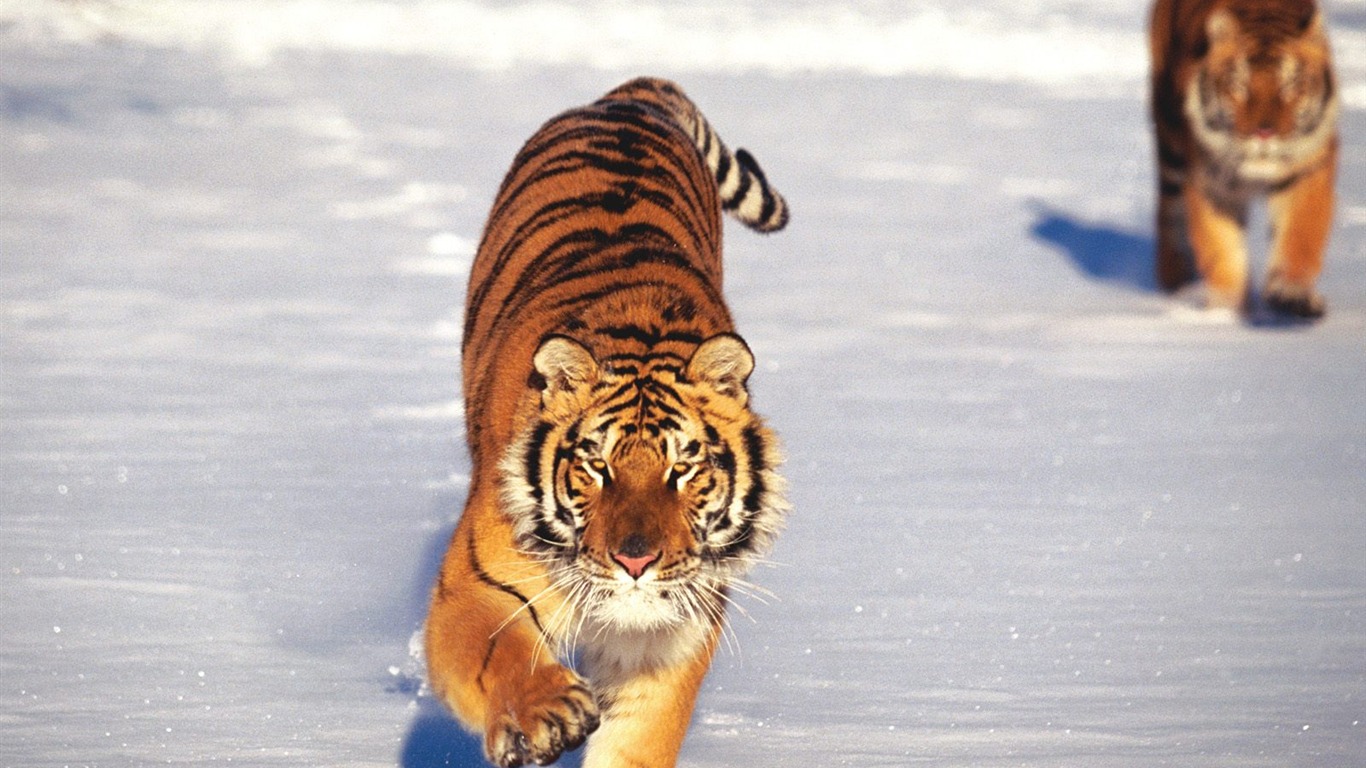 Tiger Фото обои (2) #3 - 1366x768