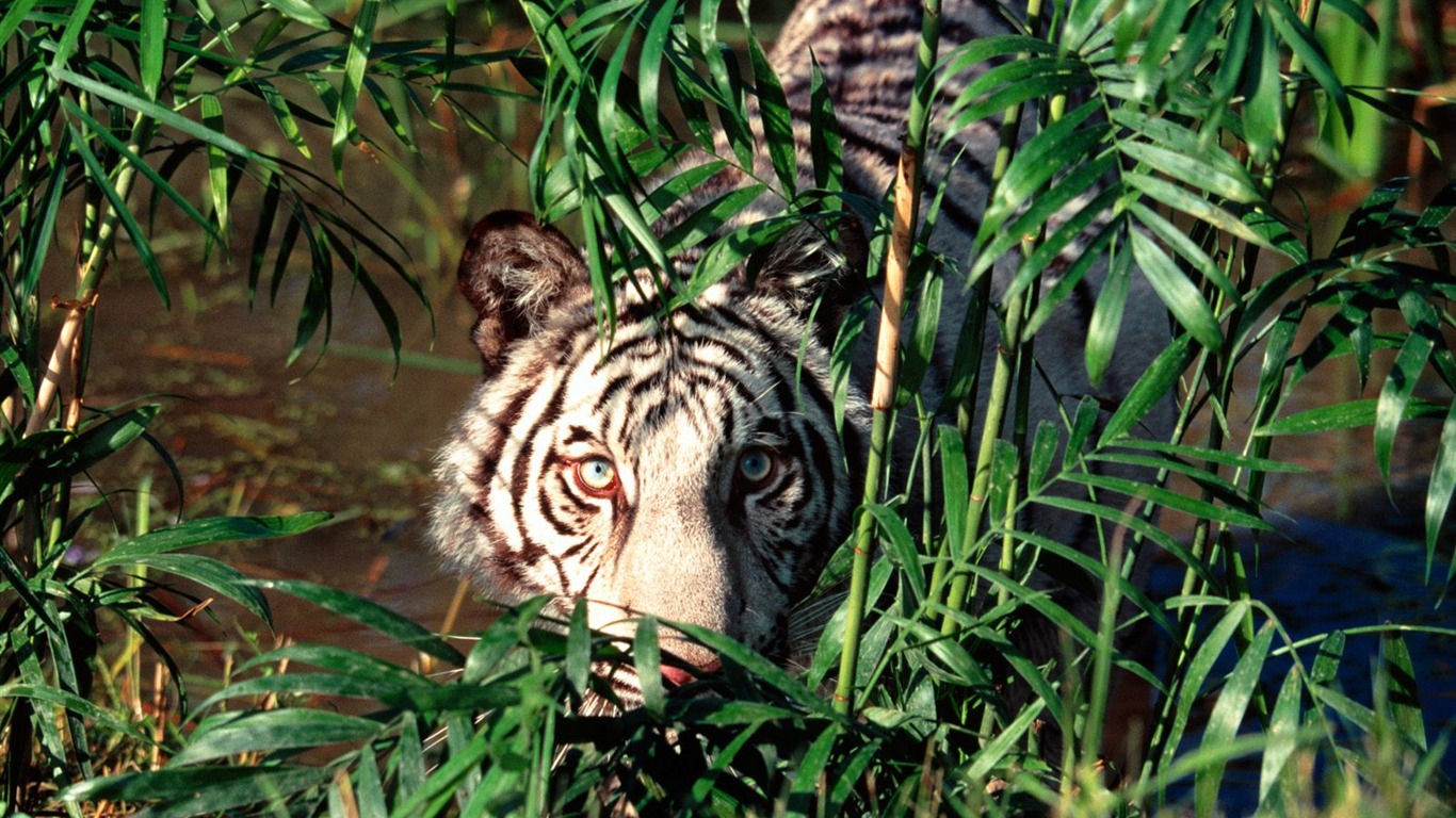 Tiger Фото обои (2) #7 - 1366x768