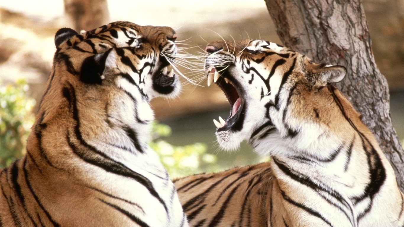 Tiger Фото обои (2) #8 - 1366x768
