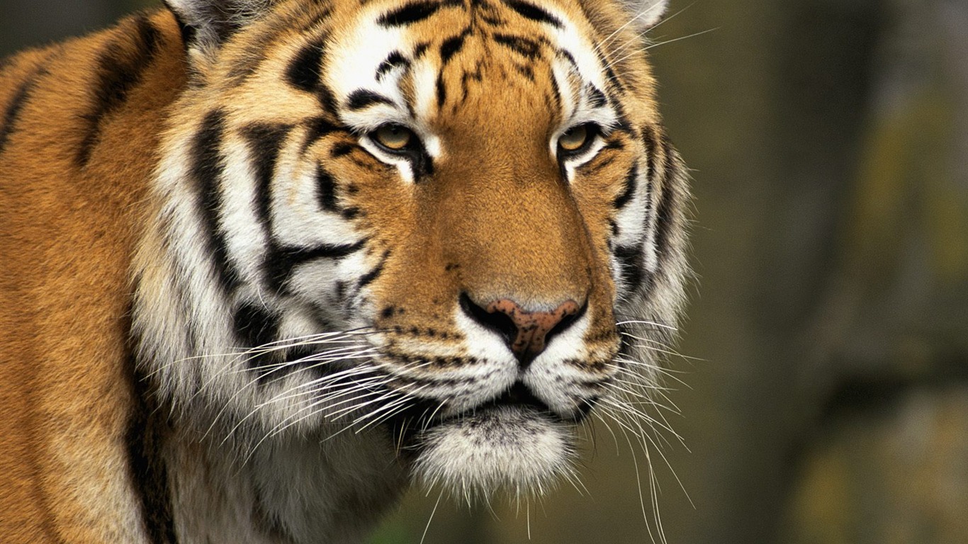 Tiger Фото обои (2) #9 - 1366x768