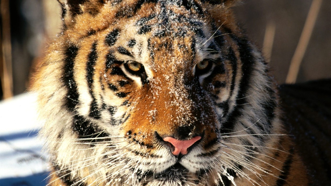 Tiger Фото обои (2) #10 - 1366x768