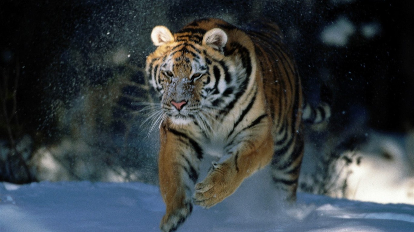 Tiger Фото обои (2) #11 - 1366x768