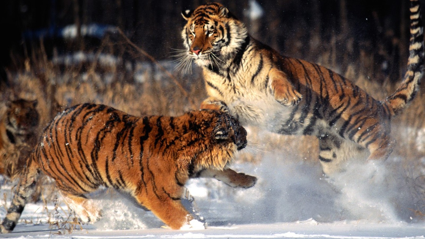 Tiger Фото обои (2) #12 - 1366x768