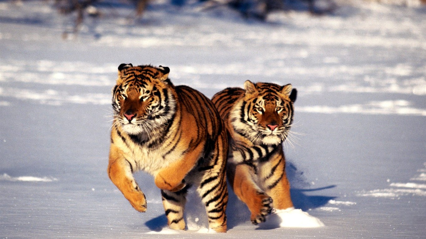 Tiger Фото обои (2) #13 - 1366x768