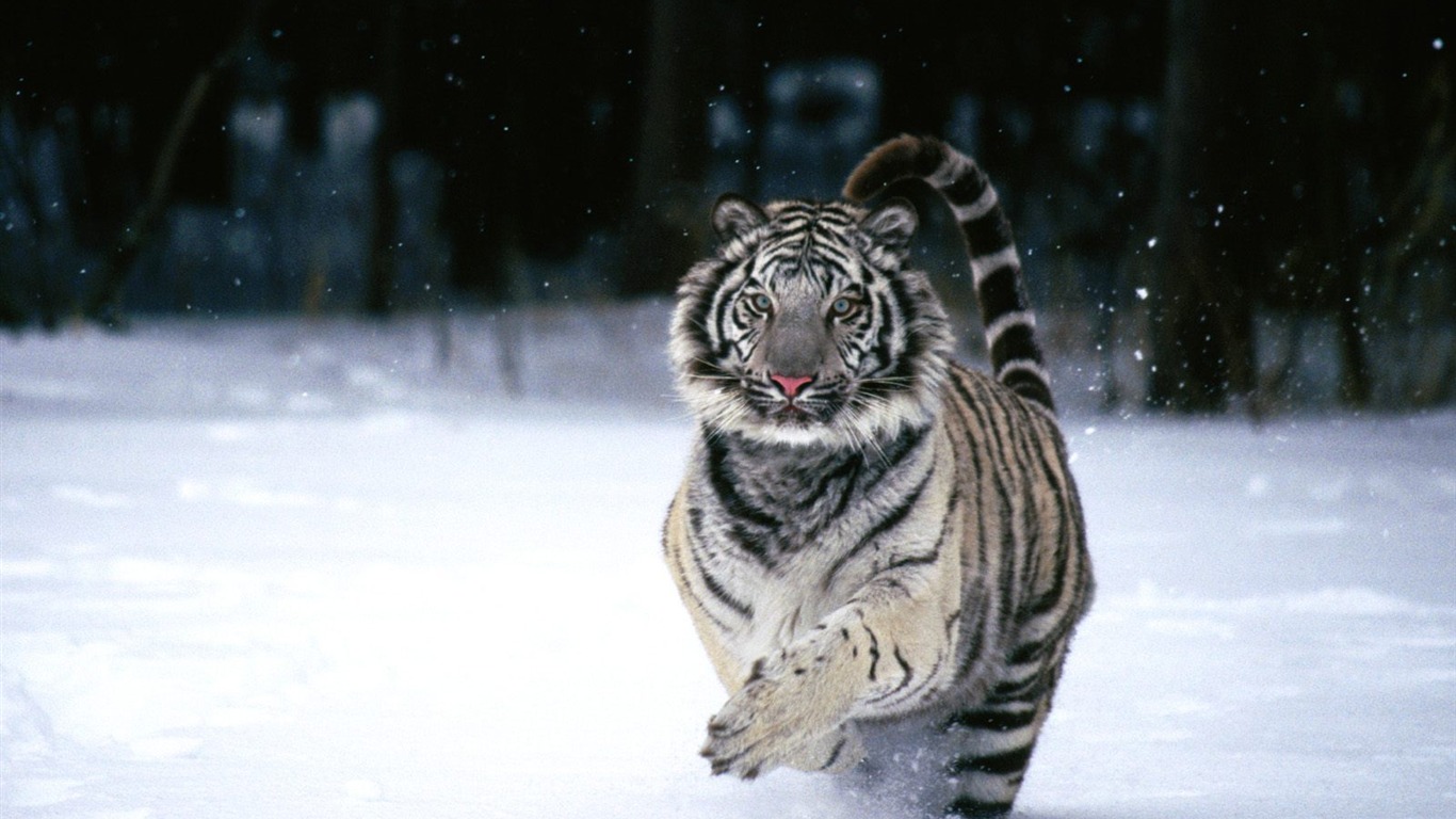 Tiger Фото обои (2) #14 - 1366x768