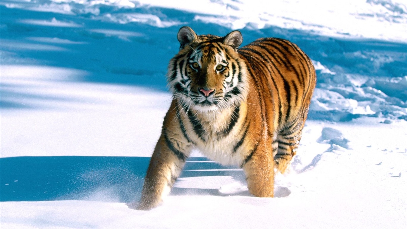 Tiger Фото обои (2) #15 - 1366x768