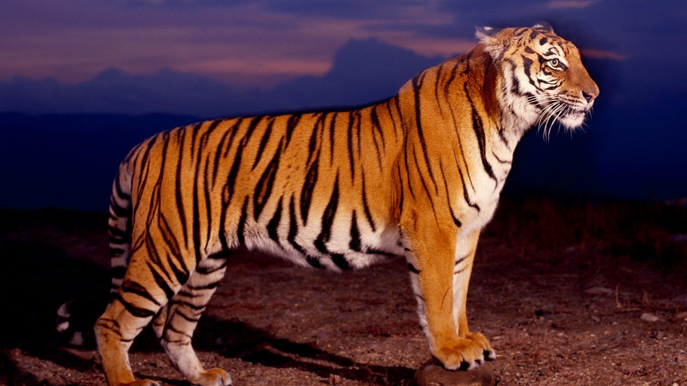 Tiger Фото обои (2) #16 - 1366x768
