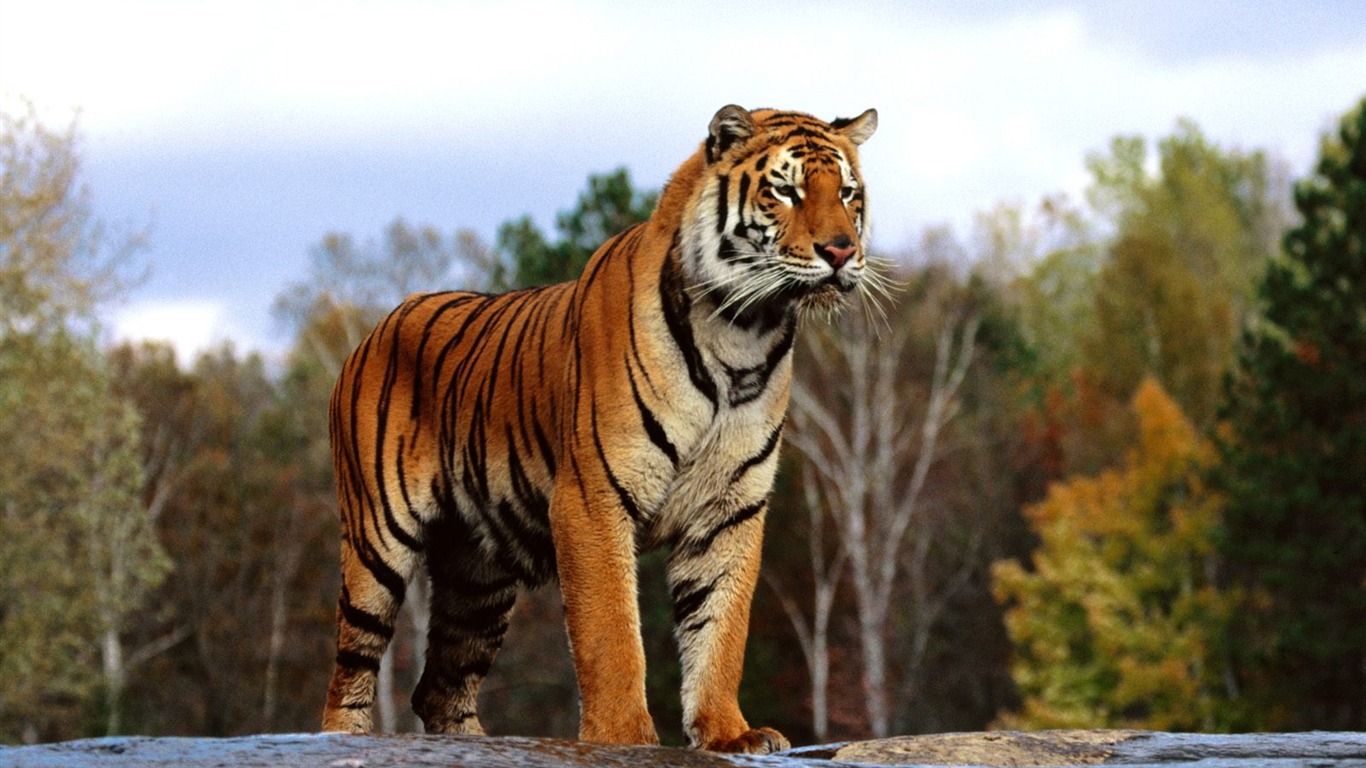 Tiger Фото обои (2) #17 - 1366x768
