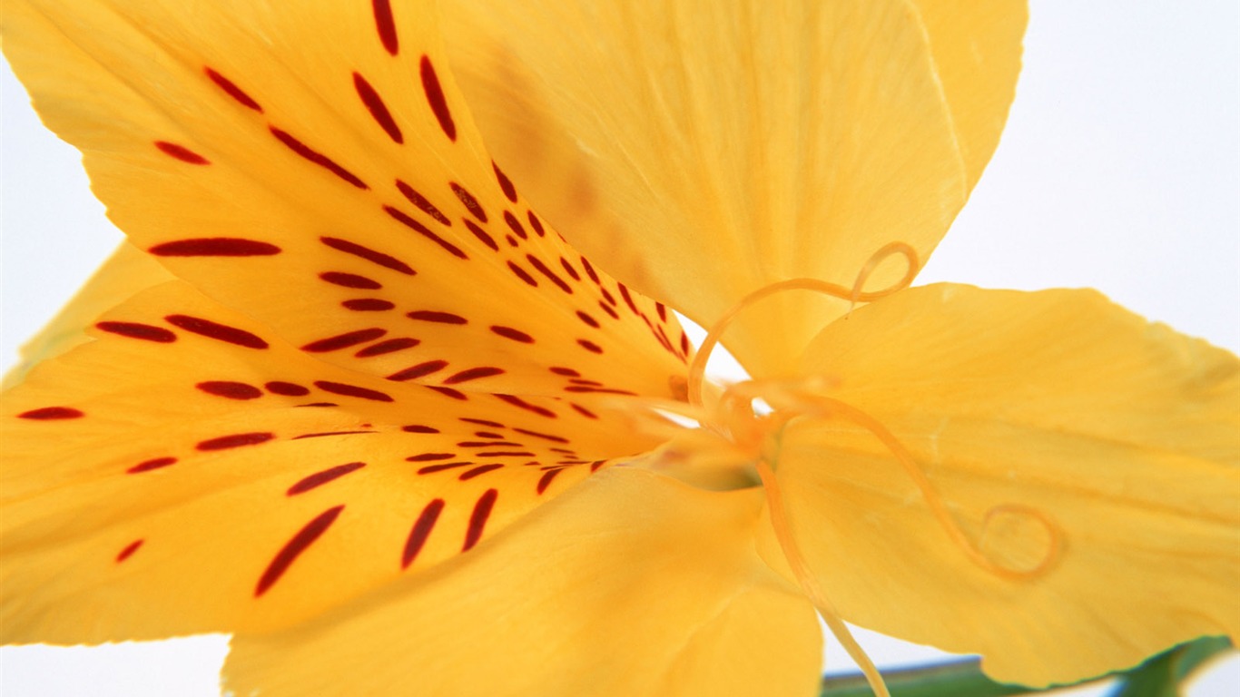 Flores close-up (15) #3 - 1366x768
