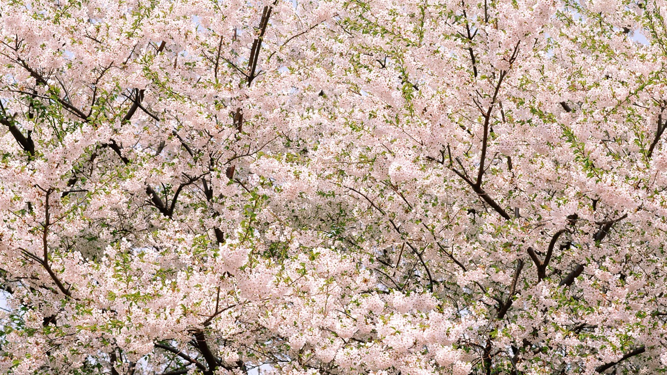 Flowers close-up (16) #4 - 1366x768