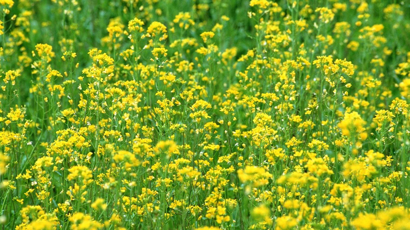 Květiny close-up (16) #9 - 1366x768