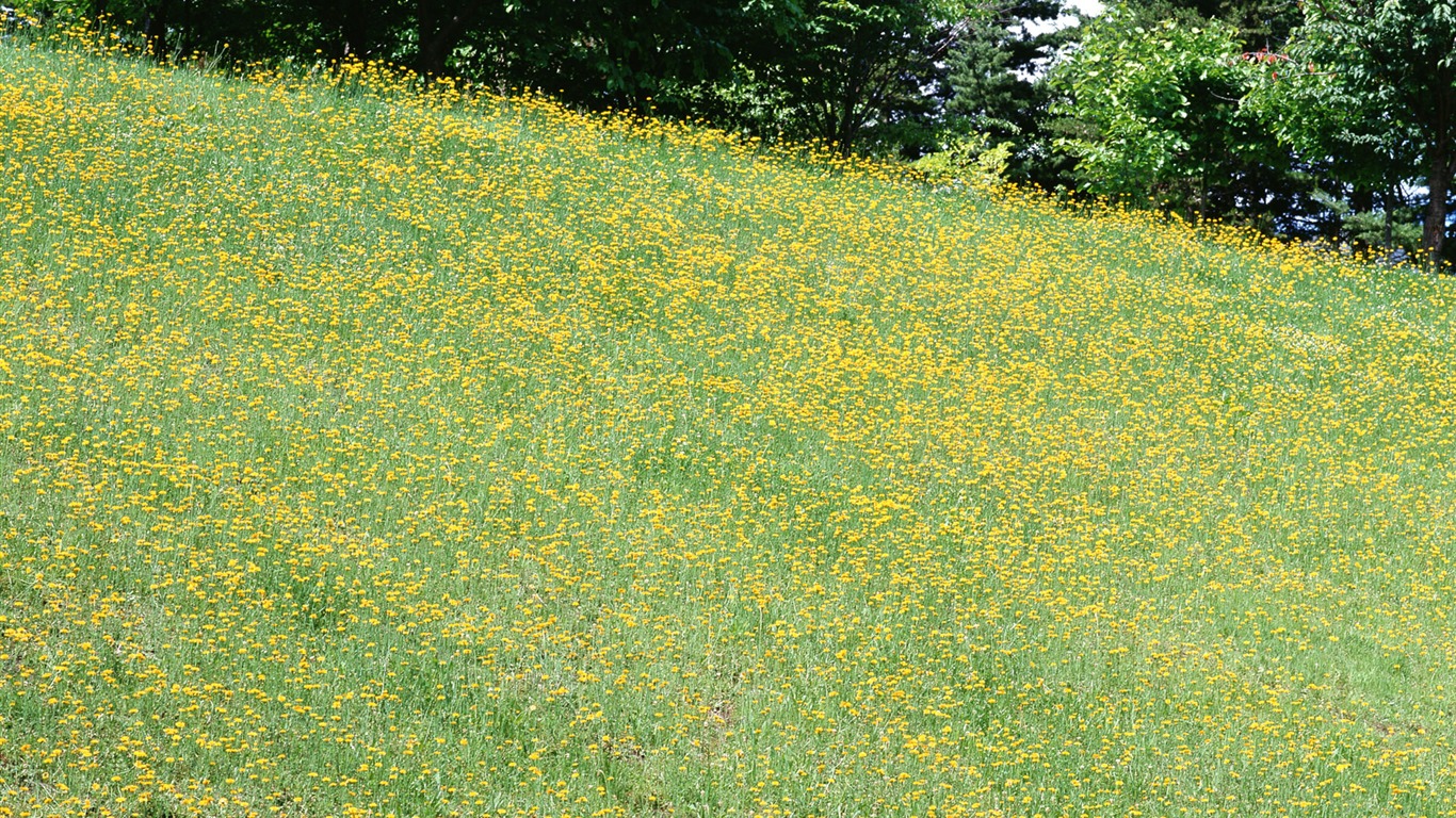 Flowers close-up (16) #12 - 1366x768