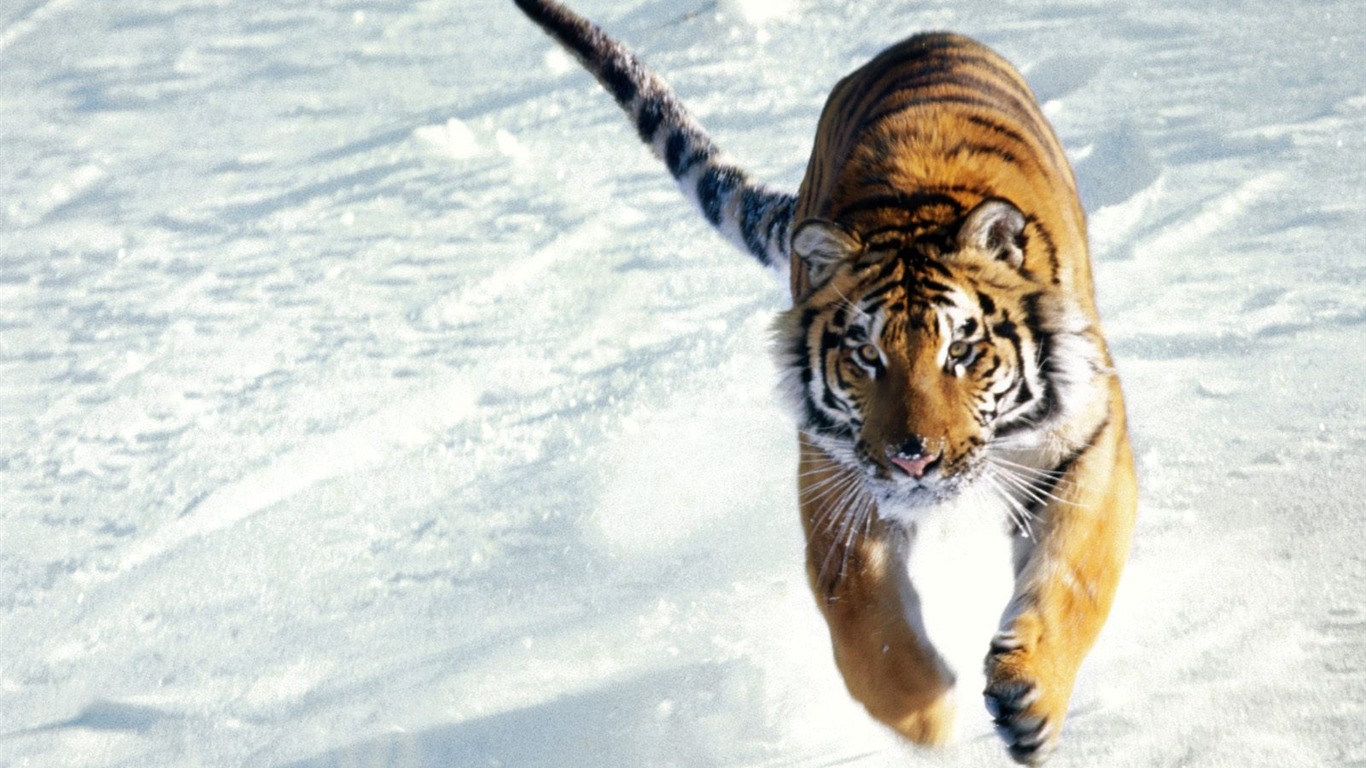 Foto Wallpaper Tigre (3) #5 - 1366x768