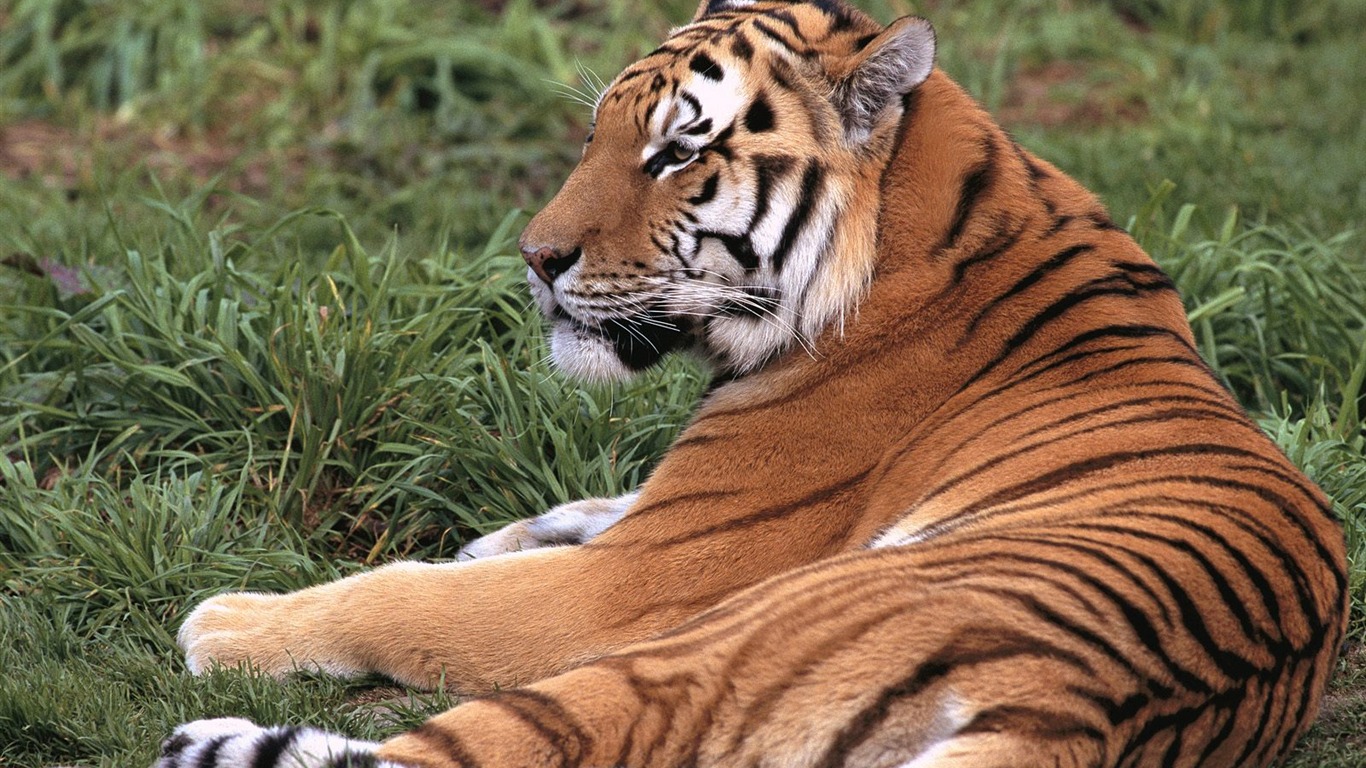 Fond d'écran Tiger Photo (3) #7 - 1366x768